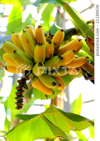 Trilith banana 22180636