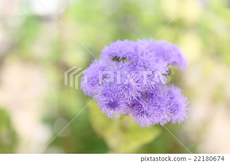 Agereatum Flower Agereatum Flower 22180674