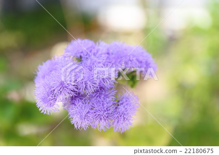 Agereatum花 22180675