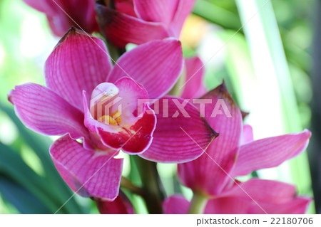 Cymbidium · Dancing · Rialte ~ flower of flowers Cymbidium · Dancing · Rialte ~ flower of flowers 22180706