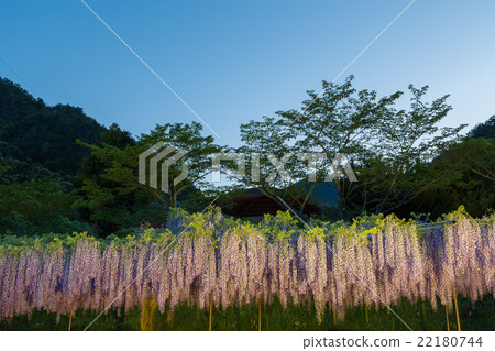 Light up of Shirakuji Temple 22180744