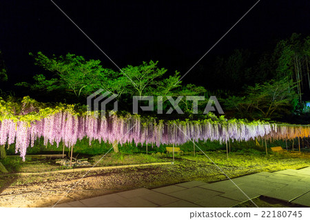Light up of Shirakuji Temple 22180745