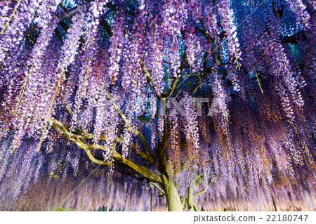 Light up of Shirakuji Temple 22180747