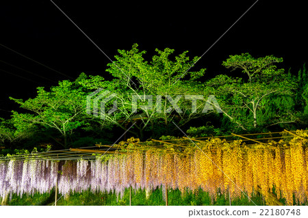 Light up of Shirakuji Temple 22180748