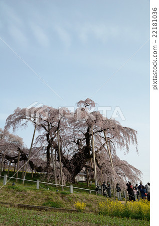 Mitsuki Takuzakura~2016春季 Mitsuki Takuzakura~2016春季 22181036