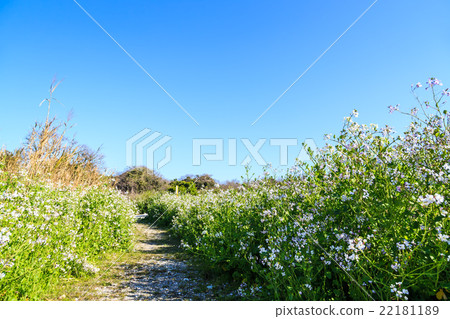 Sakujima beach Japanese radish flower Sakujima beach Japanese radish flower 22181189