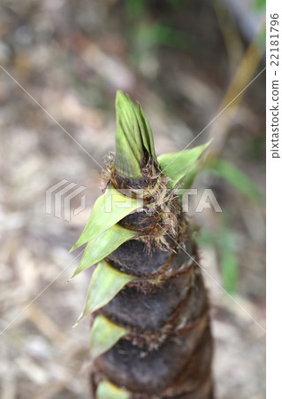 竹筍 竹筍 22181796