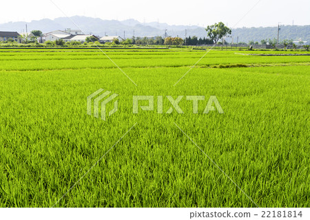 青翠的稻田 22181814