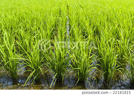 Green rice field Green rice field 22181815