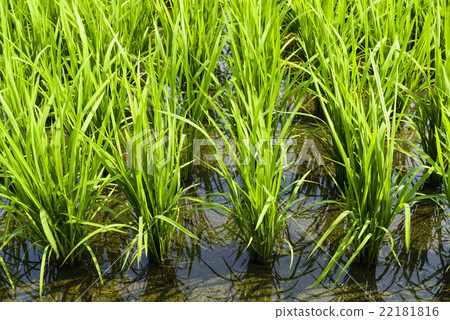 青翠的稻田 22181816