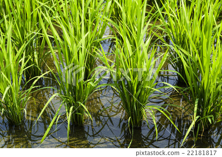 青翠的稻田 22181817