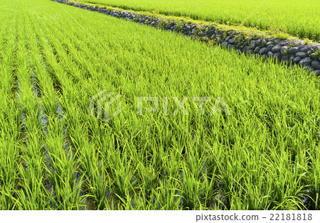 青翠的稻田 22181818