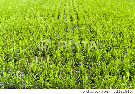 青翠的稻田 22181819