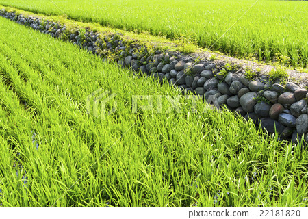 青翠的稻田 22181820