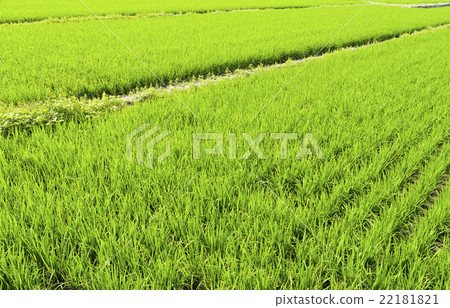 青翠的稻田 22181821