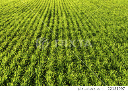 青翠的稻田 22181997