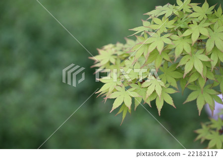 Maple  22182117