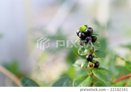 Fruit of endangered plant Snail honeysuckle (Endangered species of Ryukyus type IA (CR)) Fruit of endangered plant Snail honeysuckle (Endangered species of Ryukyus type IA (CR)) 22182161