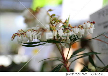 Endangered plants Amamiaceae endangered IA class (CR) 22182318