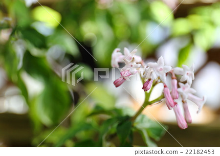 Satsuma minami（Satsuma Inamori） 22182453