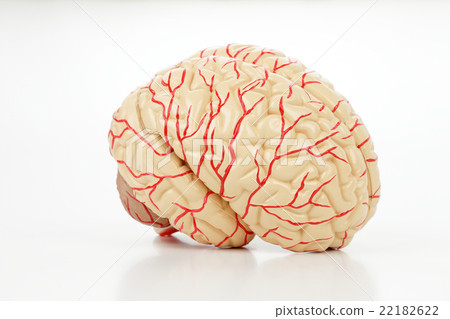 腦模型 22182622