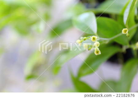 Endangered plants Hozan Tsurafugi endangered type IA (CR) Endangered plants Hozan Tsurafugi endangered type IA (CR) 22182676