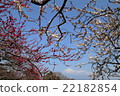 Plum and Mt. Fuji 22182854