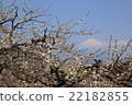 Fuji and plum 22182855