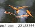Moth 22182866