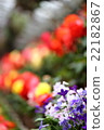 Flowers 22182867