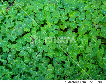 外國三葉草 22182908