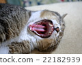Large yawn 22182939