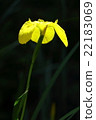 Iris 22183069