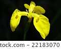 Iris 22183070