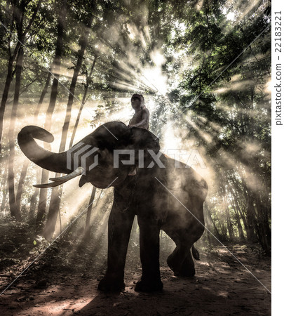 Silhouette elephant trekking through in rays 22183221