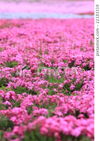 Moss phlox  22183319