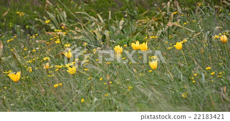 Wild tulip in Caucasus mountains Wild tulip in Caucasus mountains 22183421