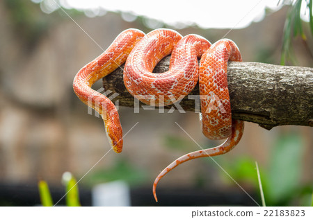 Corn snake on a branch Corn snake on a branch 22183823