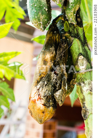 Closeup of moldy papaya fruit 22183908