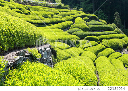 Tea field graduate field (green tea Shizuoka Japanese tea new tea picking sprout special product specialty special spring, summer catechin mountain) 22184034