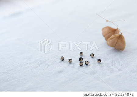 Balloon Kuzu的Taneheart禮物 22184078