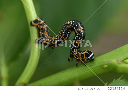 Creatures Insects Umekidashaku, a surprisingly flashy inpager. Do you pretend to be poisoned? 22184114