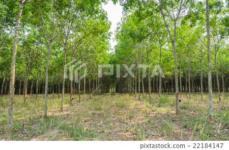 Rubber tree plantation Rubber tree plantation 22184147
