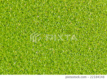 Duckweed plant 22184148