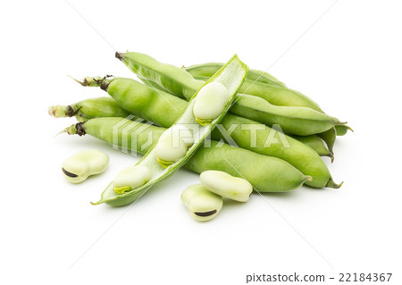 蠶豆:蠶豆(蠶豆) 蠶豆:蠶豆(蠶豆) 22184367