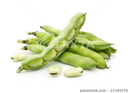 Fava beans: Broad bean (Fava bean) Fava beans: Broad bean (Fava bean) 22184370