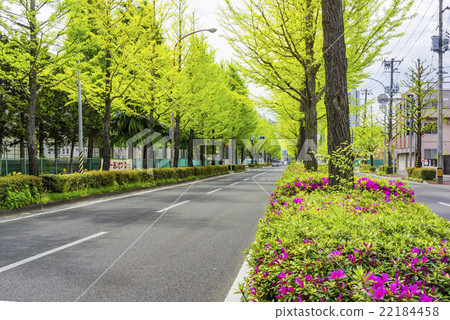 新鮮的綠色銀杏樹namiki·Atago Uesugi街道 新鮮的綠色銀杏樹namiki·Atago Uesugi街道 22184458