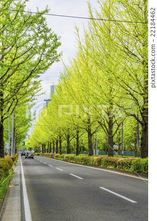 新鮮的綠色銀杏樹namiki·Atago Uesugi街道 新鮮的綠色銀杏樹namiki·Atago Uesugi街道 22184462