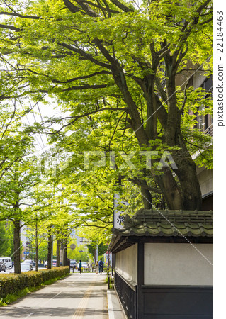 新鮮的綠色銀杏樹namiki·Atago Uesugi街道 新鮮的綠色銀杏樹namiki·Atago Uesugi街道 22184463