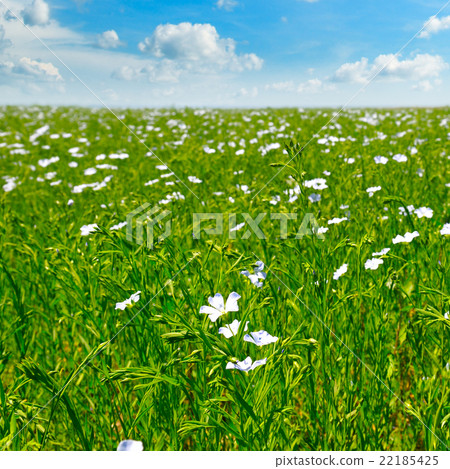 field with flowering flax and blue sky field with flowering flax and blue sky 22185425
